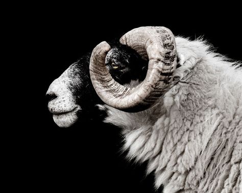 Sheep On Black Sheep Side Profile, Wolfgang Akire, Ram Aesthetic, Shading Tips, Anatomy Help, Snowdonia Wales, Black And White Backgrounds, Low Key Portraits, Low Key Photography