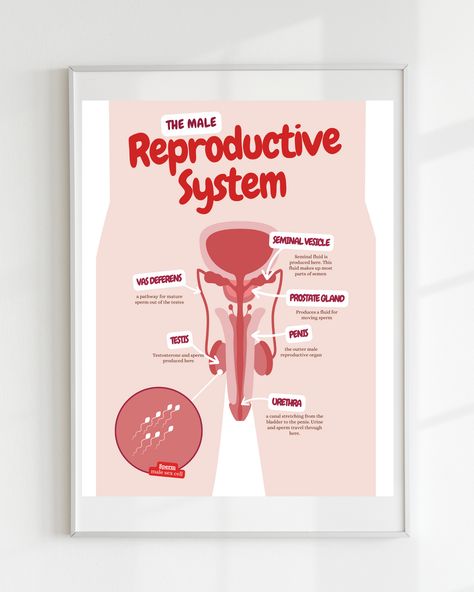 Excited to share the latest addition to my #etsy shop: The Reproductive System Poster, Male Reproduction, Anatomy Poster, Classroom Poster, reproductive organs, DIGITAL DOWNLOAD https://etsy.me/4eRWrH1 #reproductivesystem #malereproduction #maleanatomy #maleanatomyposter #maleorgans #maleorgansposter #malebiology #malebiologyposter #maleanatomyprint Male Reproductive System, The Reproductive System, Homeschool Materials, Biology Poster, Basic Anatomy, Anatomy Poster, Poster Classroom, Basic Anatomy And Physiology, Reproductive System