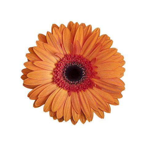 Gerbera Daisy Gerbera Daisy Wallpaper, Gerbera Daisy Tattoo, White Gerbera Daisy, White Gerbera, Orange Gerbera, Flower Arrangements Wedding, Dutch Flowers, Florist Supplies, Gerbera Daisy