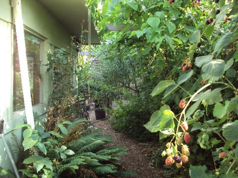 Infant Food, Laurel Hedge, Food Forest Garden, Oregon Grape, Living Fence, Green Diy, Small Shrubs, Building A Fence, Number 13