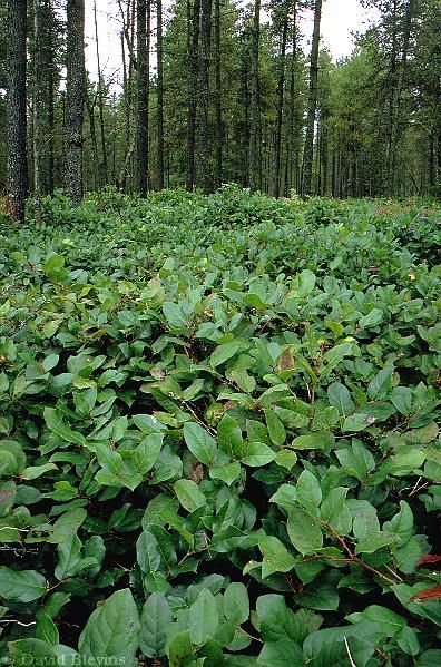 Salal – Gaultheria shallon Salal Plant, Solarium Ideas, Calyx Flowers, Wedding Times, Wilderness Tattoo, Floral Design Classes, Lemon Leaf, Winter Planter, Ground Covering