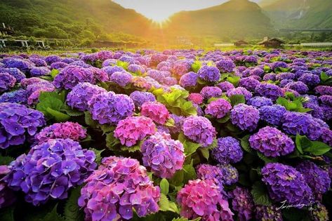 Simple Gardening Hack To Grow Hydrangea, Everything You Need To Know Blue Artwork Abstract, Hydrangea Wallpaper, Geometric Shapes Wallpaper, Pink Flowering Trees, Blue Hydrangea Flowers, Purple Flowers Wallpaper, Growing Hydrangeas, Purple Garden, Planting Hydrangeas