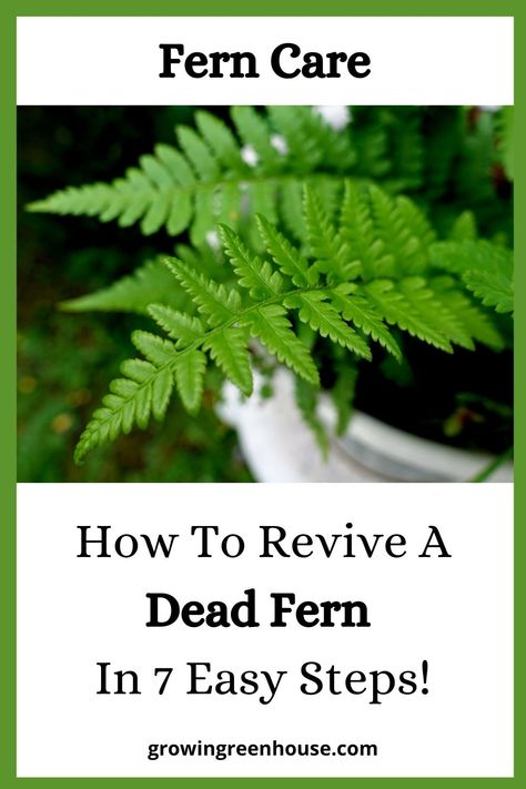 Is your fern drying out and wilting? That is a very common problem when your fern outgrows the pot. In this blog post you will find out the reasons why a fern is drying out and I will show you how to revive a dead fern in simple 7 steps! #ferncare #bostonfern #reviveafern #houseplantproblems How To Prune Ferns, How To Keep Ferns Green, Caring For Ferns, How To Care For A Boston Fern, How To Take Care Of Ferns Outside, How To Bring A Fern Back To Life, Shady Border, Indoor Ferns, Potted Ferns