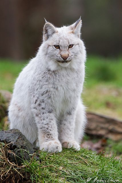 Bobcat Bob Cat, Small Wild Cats, Cat Species, Albino Animals, Rare Cats, Exotic Cats, Majestic Animals, Kuta, Lynx