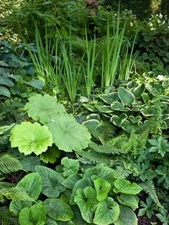 Darmera Peltata, Brunnera Macrophylla, Siberian Iris, Bog Garden, Shade Garden Plants, Woodland Plants, Hosta Gardens, Garden Shrubs, Woodland Garden