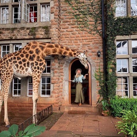 Here’s to one of a kind experiences ✨ Dame Traveler @cmiddleton #dametravelerhotels #dametraveler 🦒 @dametravelerhotels Disneyland Hotel Paris, Giraffe Manor, Travel Life Hacks, Escalante National Monument, Greece Hotels, Disneyland Hotel, Palm Jumeirah, Ellie Goulding, Destination Voyage