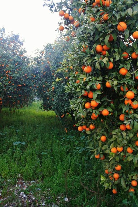 Orange Garden, Kemer Antalya / Turkey  www.partmezzo.com Aesthetic Summer Quotes, Summer Time Aesthetic, Nurture Your Soul, Summer Dreaming, Time Aesthetic, Tattoo Plant, Farm Lifestyle, Orange Tree, Summer Quotes