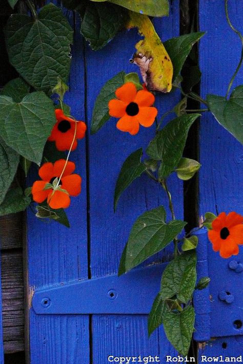 Blue gate with bright orange flowers. Gate House Design, Complimentary Colors Art, Sliding Gate Ideas, Blue Orange Flowers, Gate Wall Design, Sliding Gate, Gate House, Orange Aesthetic, Complimentary Colors