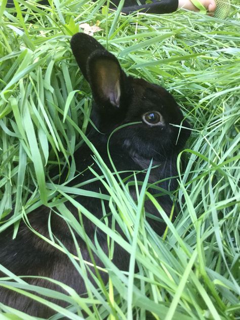 Havana Rabbit, Giant Slayer, Bunny Friends, Mini Lop, Cute Bunny Pictures, Black Rabbit, Bunny Pictures, Baby Bunnies