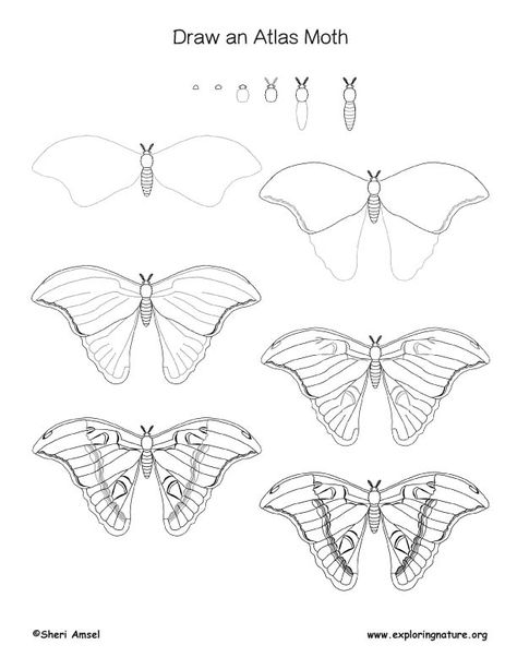 Moth (Atlas) Drawing Lesson Atlas Drawing, Lips Drawings, Drawing Anatomy Reference, Modeling Face, Bugs Drawing, Moth Drawing, Eye Drawings, Draw Lips, Atlas Moth