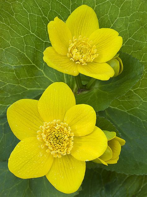 Marsh Marigold (Caltha palustris) Caltha Palustris, Nice Good Morning Images, Marsh Marigold, Flower Garden Plans, Flowers Gif, River Park, Unusual Flowers, Meadow Flowers, Native Garden