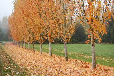 Pyramidal maple Maple Tree Landscape, Maple Trees, Land Use, Maple Tree, Yard Work, Backyard Fun, Landscape Trees, Green Foliage, Plant Design