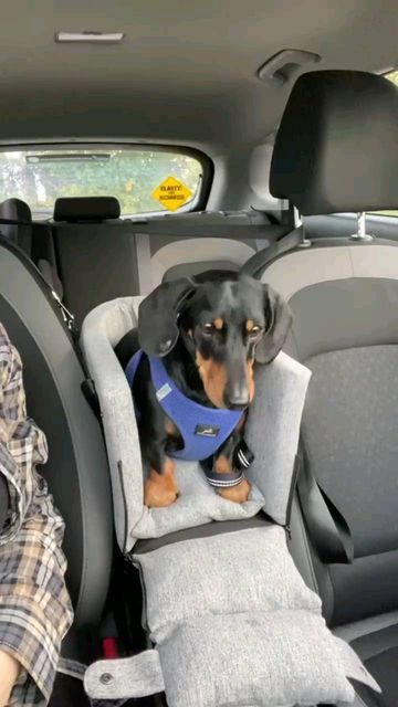 Dachshund Funny Video, Dachshund Puppy Funny, Instagram Link In Bio, Dapple Dachshund, Car Bed, Funny Dachshund, Weenie Dogs, Pet Car, Instagram Link