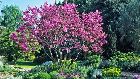 A garden without a tree will always feel as if it’s lacking something. Sure, there are large shrubs to add volume, some of which may get as big as small trees, but a proper tree with a clear trunk... Hillside Gardens, Eastern Redbud Tree, Small Ornamental Trees, Cercis Canadensis, Judas Tree, Buddleja Davidii, Betula Pendula, Eastern Redbud, Redbud Tree