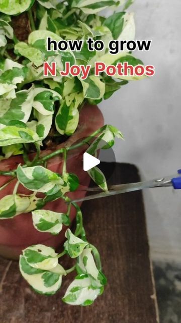 How To Grow Money Plant, N Joy Pothos, N'joy Pothos, N’joy Pothos, Money Plant, Succulent Garden, Succulents Garden, Gardening Ideas, How To Grow