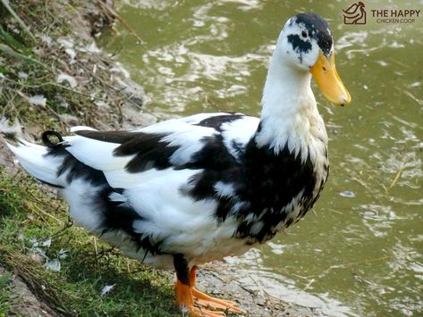 As a quality multipurpose duck breed, the Ancona duck can surely put you on track to hitting your flock goals. We'd be glad to show you more about how this breed can do wonders for your flock's ambitions. Ancona Ducks, Farm Goals, Duck Stuff, Oc Family, Duck Species, Backyard Ducks, Duck Breeds, Duck Coop, Duck Farming