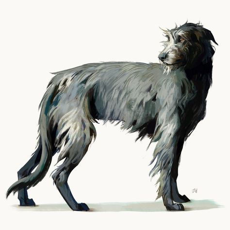 Irish Hound, Wolfhound Dog, Canine Drawing, Canine Art, Irish Wolfhound, Wolf Dog, Dog Illustration, Wolf Art, Dog Drawing