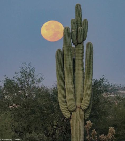 Green Desert Aesthetic, South Western Aesthetic, Western Desert Aesthetic, Cowboy Moodboard, Az Aesthetic, Southwest Aesthetic, Southwestern Aesthetic, Cactus Aesthetic, Cactus Pictures