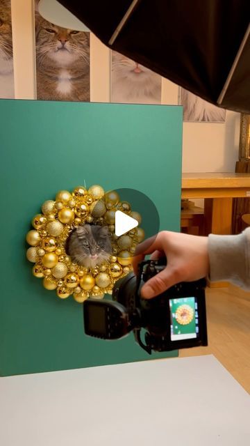 THE CATOGRAPHER on Instagram: "[Anzeige] One of my favorite ways to create unique Christmas cards for friends and family 📸🎄😻 Try this with your cats and don’t forget the payment 😉 20% off CATISFACTIONS products on the Zooplus Website with the code: NILS20 @catisfactions_fr #allittakesisashake #catisfactionsfrance #secouezlesetvousverrez #chatinstagram #furryfritz #catographer #cats #christmascat #xmascat #catphotoshoot #catphotography" Christmas Card Ideas Unique, Christmas Card Photo Ideas With Cat, Cat Christmas Cards Photo Ideas, Cat Christmas Photoshoot, Cat Christmas Pictures, Pet Christmas Photos, Funny Cat Christmas Cards, Christmas Cat Photos, Christmas Cards For Friends