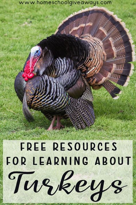 FREE Resources for Learning about Turkeys - Homeschool Giveaways Addition Games, Teaching Geography, Heat Lamp, Turkey Crafts, Best Turkey, Letter Find, Preschool Songs, Unit Study, Creative Learning