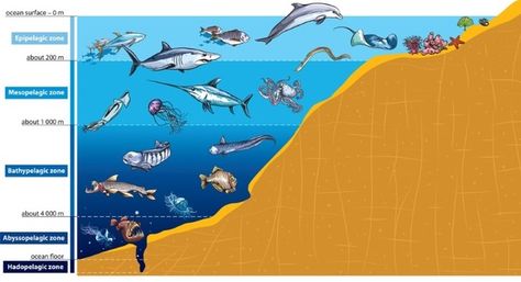 Ocean Zones Free Online Lesson - Introduce students to oceans zone with this interactive lesson. Layers Of The Ocean, Ocean Zones, Urban Heat Island, Animal Adaptations, Ocean Science, Minted Art, Sea Floor, World Water Day, Deep Sea Creatures