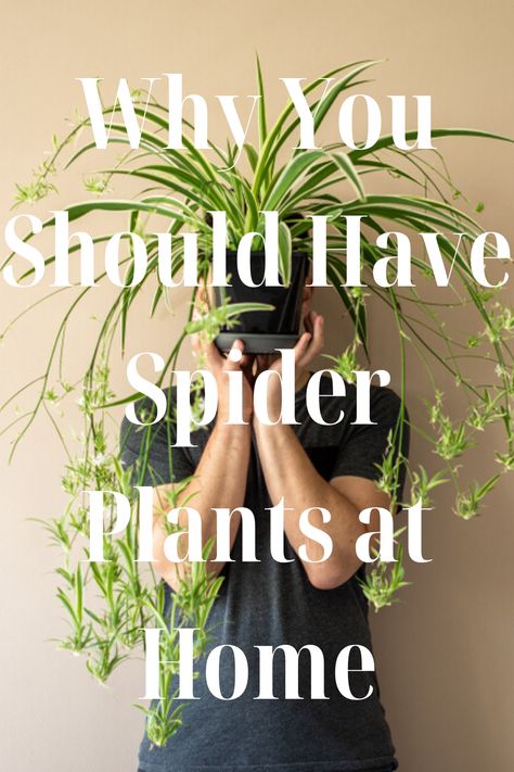 The spider plant is a delightfully adaptable plant that is almost impossible to destroy. These hardy, popular houseplants are an attractive and easy-care addition to your home, but there are a few tips that can help you maintain the spider plant’s beauty and productivity indefinitely. Indoor Spider Plant, Spider Plant Hanging Ideas, Spider Plants Indoor, Spider Plant Decor, Spider Plant Care Indoor, Hanging Spider Plant, Spider Plant Indoor, Spider Plant Benefits, Spider Plant Propagation