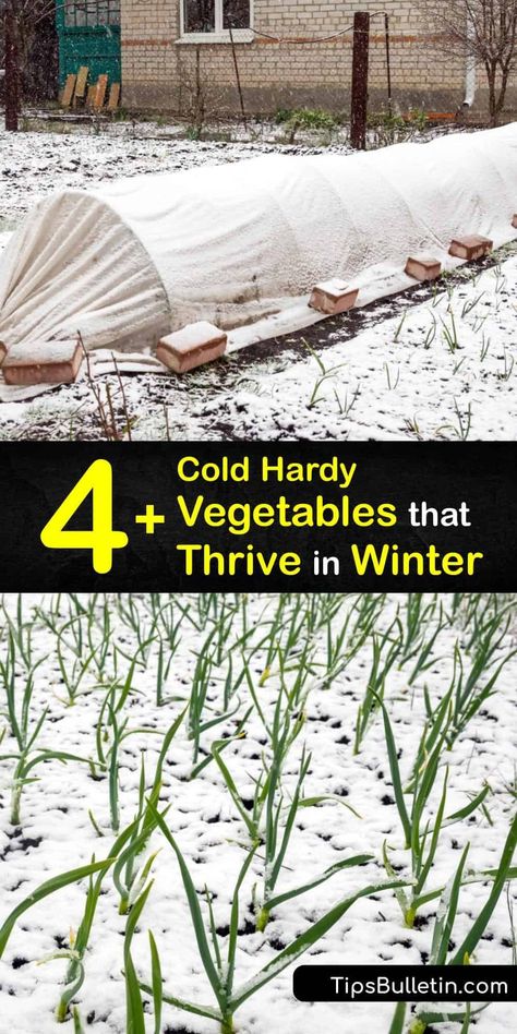 Take full advantage of your garden beds from late summer through the cold weather of winter. Sow plants like radishes, turnips, leeks, and collards while protecting them with a row cover to have a garden full of veggies that show up in early spring. #vegetables #planting #winter Winter Garden Cover, Winterizing Raised Garden Beds, How To Winterize Raised Garden Beds, Bucket Planting, Winter Cover Crops For Gardens, Garden Rotation, Winter Homesteading, Winter Homestead, Winter Vegetable Garden