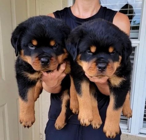 Fluffy Rottweiler, Roman Rottweiler, Rottweiler Aesthetic, Rottweiler German, Baby Rottweiler, German Rottweiler Puppies, German Rottweiler, Rottweiler Funny, Puppy Mix