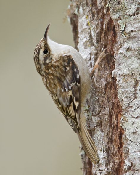 Brown Creeper | Audubon Field Guide Brown Creeper, Insect Eggs, Nuthatches, Life List, Backyard Birds, Birdwatching, Pretty Birds, Bird Photo, Field Guide