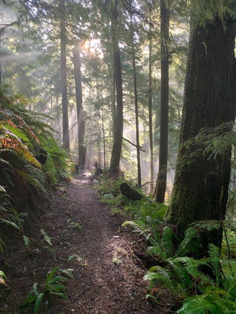 Oregon Forest Aesthetic, Oregon House Aesthetic, Oregon Astethic, Oregon Countryside, Oregon Coast Aesthetic, Rural Oregon, Oregon Autumn, Living In Oregon, Oregon Homes