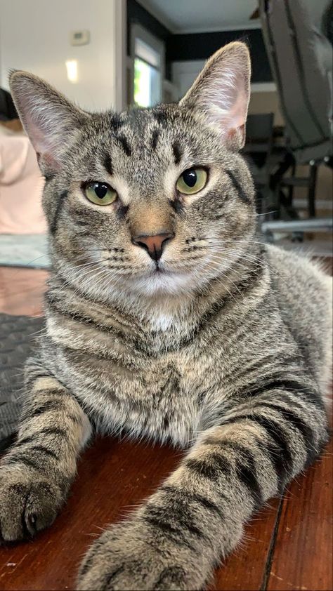 1 year old, Grey short-haired Tabby Friendship Questionnaire, Tabby Cat Grey, Lyran Starseed, Domestic Shorthair Cat, Cats Tabby, Grey Tabby Cat, Silver Tabby Cat, Gray Tabby Cat, Cat Tabby