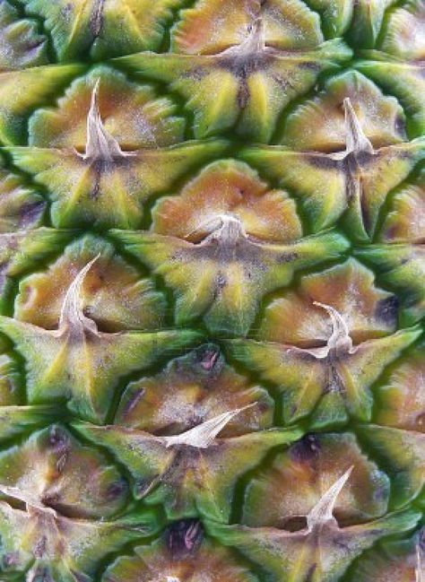 Pineapple scales, repeating self similar fractal patterns Natural Symmetry, Fractals In Nature, Foto Macro, Geometry In Nature, Pineapple Fruit, Texture Inspiration, Natural Forms, Patterns In Nature, Nature Design