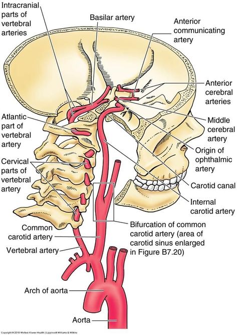 Basilar Artery, Concept Mapping, Arteries Anatomy, Charting For Nurses, Nervous System Anatomy, Radiology Humor, Vascular Ultrasound, Internal Carotid Artery, Human Muscle Anatomy