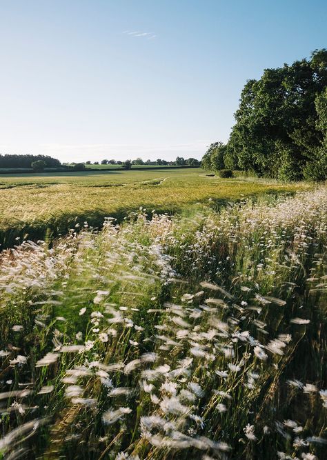 Oxeye Daisy, Field At Sunset, Wind Blowing, Flowers Growing, Daisy Field, Uk Photography, Field Of Dreams, Landscape Photography Nature, Daisy Flowers