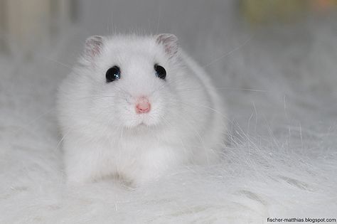 White Sweet Cute Baby Hamster Snorre Winter White Hamster, White Hamster, Hamster Pics, Baby Hamster, Funny Hamsters, Winter Whites, Cute Rats, Reptiles Pet, Cute Hamsters