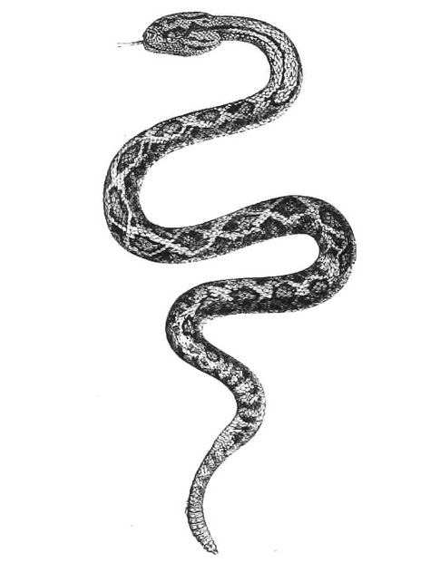 Rattlesnake Tattoo, Snake Illustration, Carnival Posters, Snake Art, Leg Tattoo, Snake Tattoo, Forearm Tattoo, Tattoo Inspo, Inspirational Tattoos