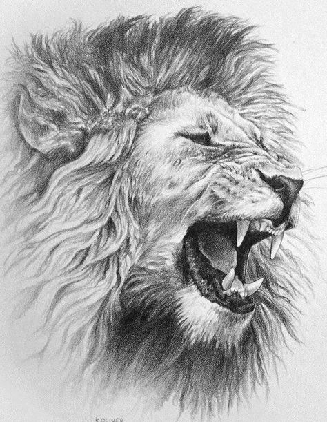 Roaring Lion Tattoo, Tier Tattoo, Lion Sketch, Angry Animals, Mens Lion Tattoo, Kunst Tattoos, Lion Head Tattoos, Lion Drawing, Lion Tattoo Design