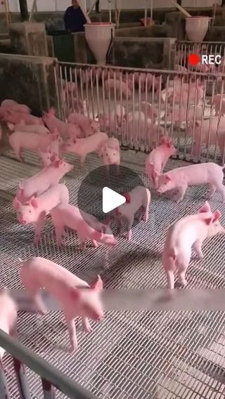 CoolStuff viral on Instagram: "Tallest pig high-rise building in the world. 🐖🐖🐖" Micro Pigs Full Grown, Pig Videos, Pig Gif, Micro Pigs, Teacup Pigs, Mini Bundt, Mini Pigs, Baby Pigs, Bundt Cakes