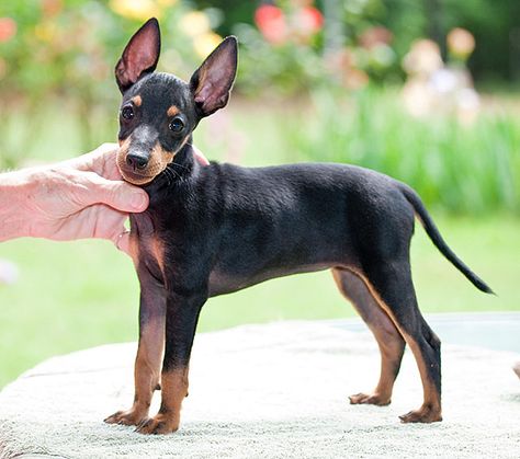 Manchester Terrier / English Toy Terrier / Black and Tan #Terrier #Dogs #Puppy Toy Manchester Terrier, English Toy Terrier, Puppy List, Teacup Puppy, Toy Terrier, Unique Dog Breeds, Rare Dog Breeds, Manchester Terrier, Toy Fox Terriers