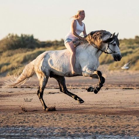 tickled-fancy Horse Senior Pictures, Bareback Riding, Beach Rides, Most Beautiful Horses, Grey Horse, Cute Horses, Equine Photography, Horse Life, Horse Photos