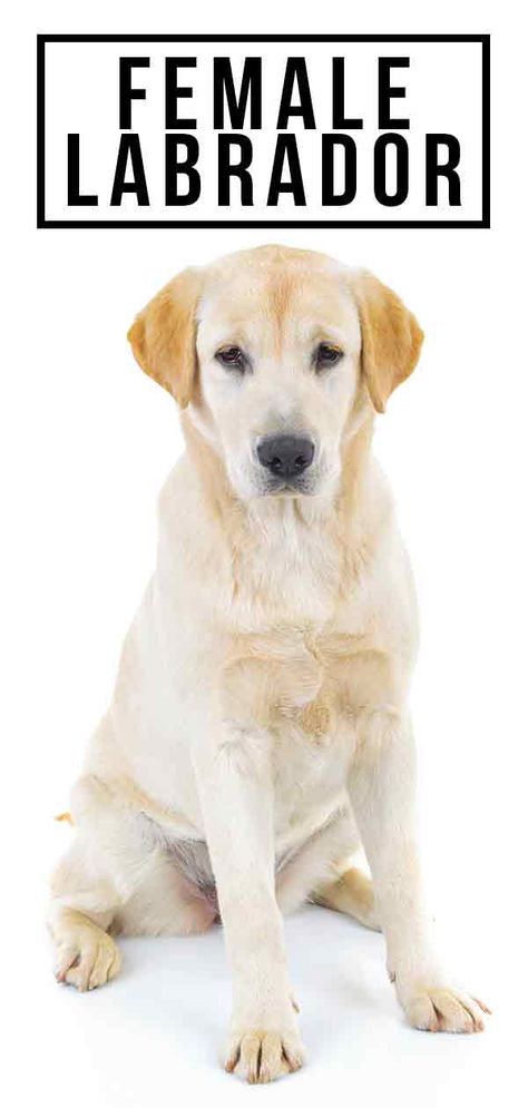 Female labrador Dog Breeds Labrador, Labrador Retriever Names, Training Labrador Puppies, Female Labrador, Puppy Labrador, Labrador Training, Labrador Retriever Training, Labrador Retriever Facts, Dog Spay