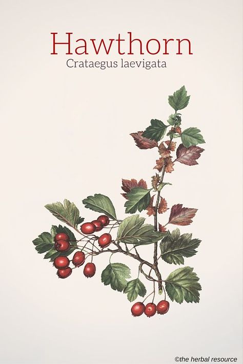 Hawthorn (Crataegus laevigata) - Illustration Hawthorn Benefits, Crataegus Laevigata, Crataegus Monogyna, Hawthorn Tree, Heart Diseases, Magia Das Ervas, Herbal Plants, Essential Oils Herbs, Herbal Apothecary