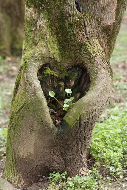 Heart Shaped Things, Heart In Nature, Powerful Love Spells, I Love Heart, Romantic Date, Unique Trees, Heart Tree, Romantic Dates, Photo Heart