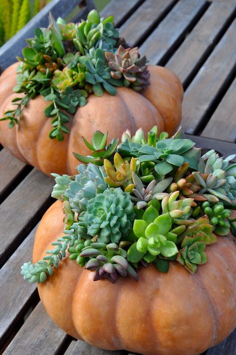 Succulent Pumpkin, Pumpkin Planter, Beautiful Pumpkins, Pumpkin Flower, Fall Planters, Succulent Gardening, Pumpkin Centerpieces, Succulents In Containers, Cactus Y Suculentas