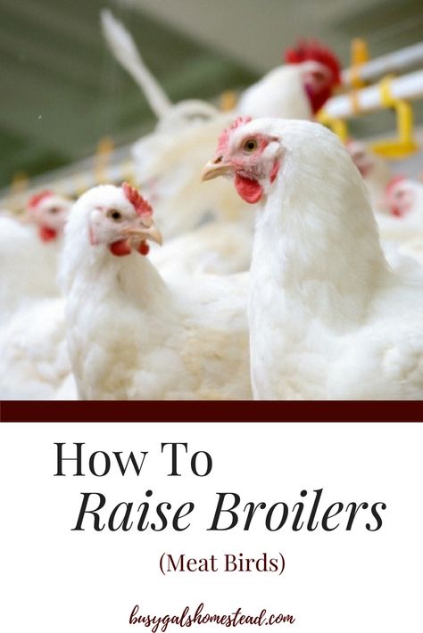 Meat Chickens Breeds, Raising Meat Chickens, Raising Turkeys, Best Egg Laying Chickens, Meat Birds, Broiler Chicken, Egg Laying Chickens, Building A Chicken Coop, Diy Chicken Coop