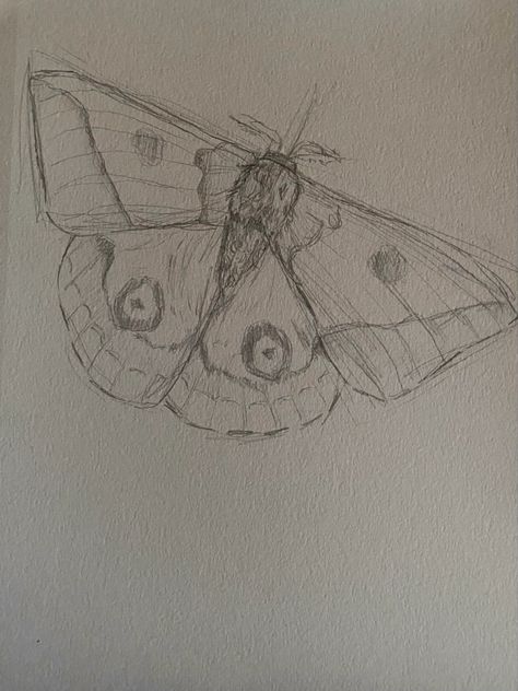 Moth Sketch, Moth Drawing, Portraits Of People, Bird Sculptures, Ear Tattoo Ideas, Butterfly Drawing, Easy Doodles Drawings, My Sketchbook, Art Diary