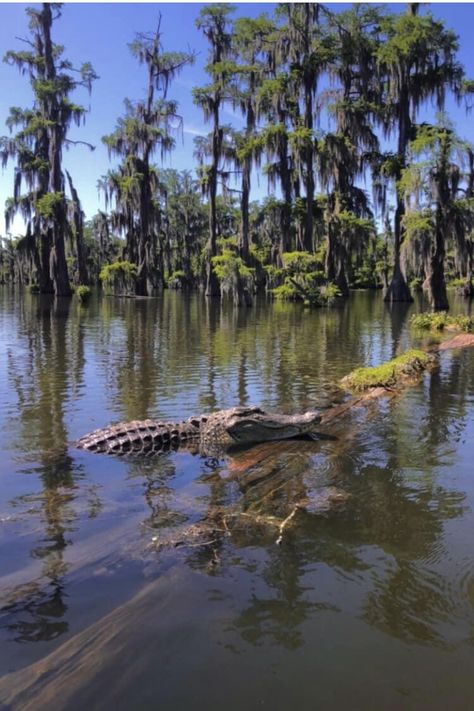 Gator Aesthetic, Alligator Aesthetic, Swamp Alligator, Louisiana Aesthetic, Swamp Animals, Swamp Art, Florida Trips, Louisiana Swamp, Cypress Swamp