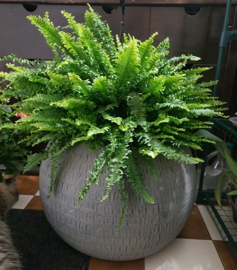 Fern in spherical pot Potted Ferns, Plants In Baskets, Porch Plants, Boston Fern, Fern Plant, Garden Containers, Hanging Pots, Large Pots, Bird Nest