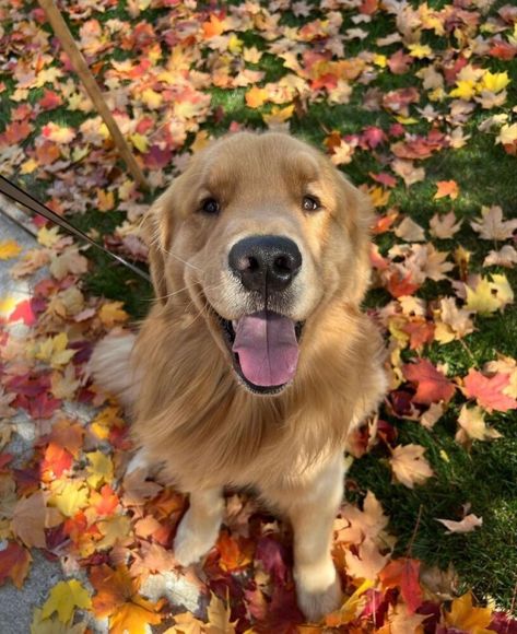 maysonwatson Golden Retriever Fall Aesthetic, Autumn Golden Retriever, Fall Dog Aesthetic, Fall Golden Retriever, Golden Retriever Fall, Dog Costumes Funny, Autumn Dog, Autumn Animals, Diy Dog Costumes