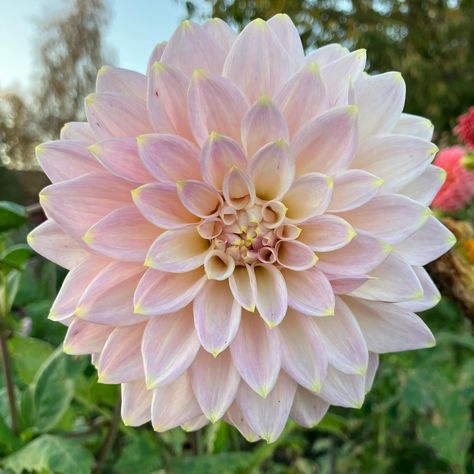 Wyn’s Dusty Daydream 🌸 #wynsdustydaydreamdahlia #dahliawynsdustydaydream #dahlia#dahlias#dahliagarden Pink Dahlias, Dahlia Flower, Dahlia, Flower Power, Home And Garden, Flowers, Pink, Beauty